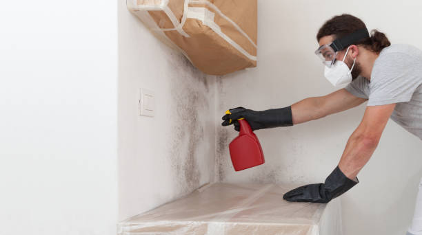 Professional Mold Cleanup technician working in Brentwood, NY