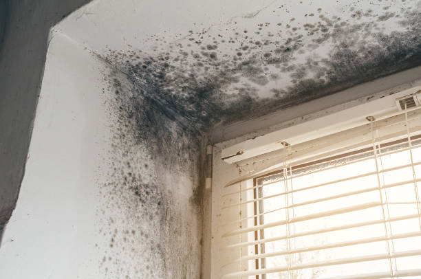Affordable Mold Cleanup solutions in Brentwood, NY